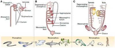 Adhesion GPCRs in Kidney Development and Disease